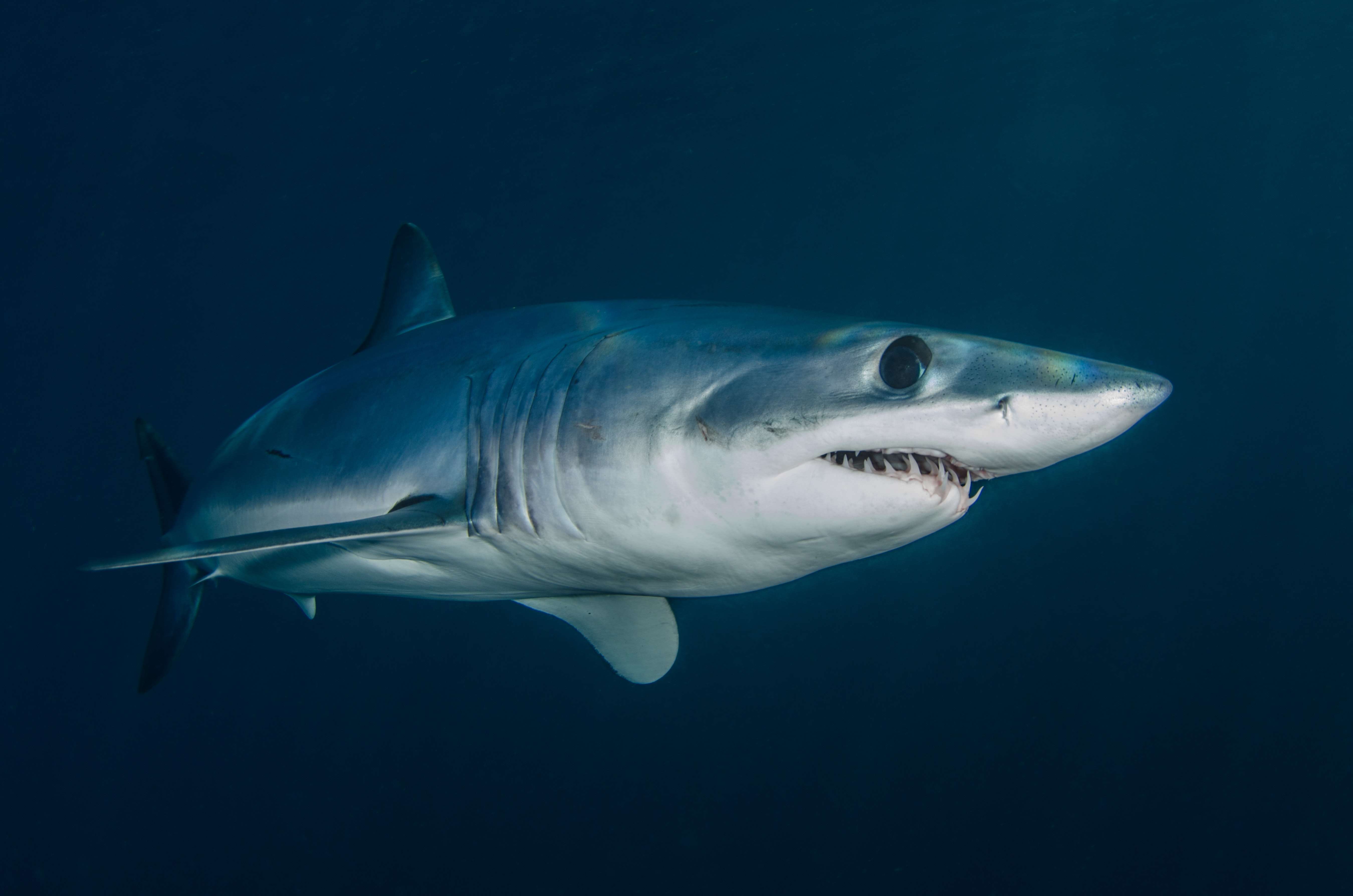 Growing Your eCommerce the Shark Tank Way